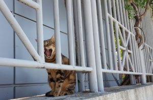 cat yawn